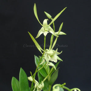 Dendrobium archipelagense