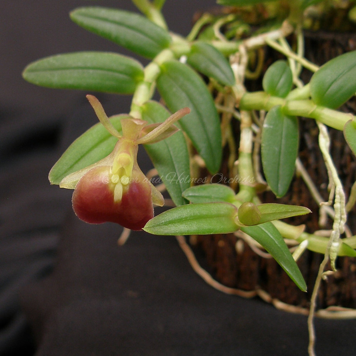 Epidendrum porpax *Miniature Species*