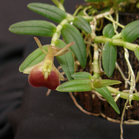 Epidendrum porpax *Miniature Species*