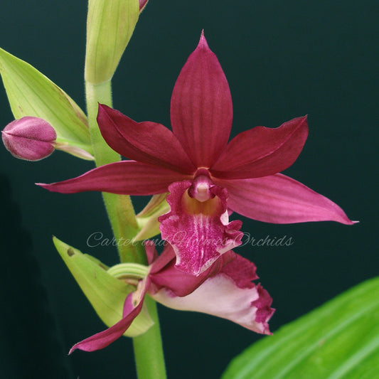 Phaiocalanthe Kryptonite 'Parkside' AM/AOS
