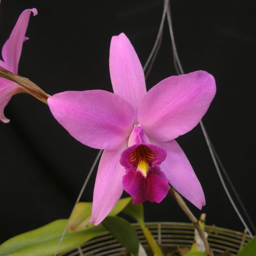 Laelia anceps 'Mendenhall' AM/AOS x self