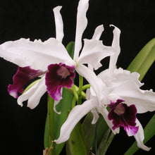 Load image into Gallery viewer, Lc. Enidaki x Laelia purpurata var. semi-alba &#39;Lenette #20&#39;