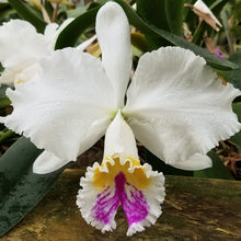 Load image into Gallery viewer, Lc. Enidaki x Laelia purpurata var. semi-alba &#39;Lenette #20&#39;