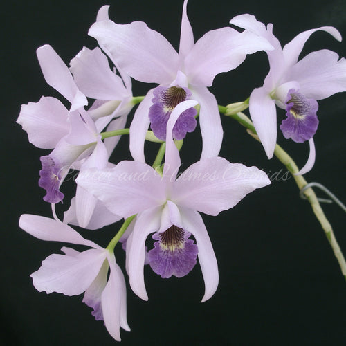 Lc. Wrigleyii 'Blue Lagoon' HCC/AOS *DIVISION B*