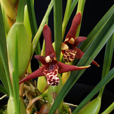 Maxillaria tenuifolia  *Coconut Orchid*