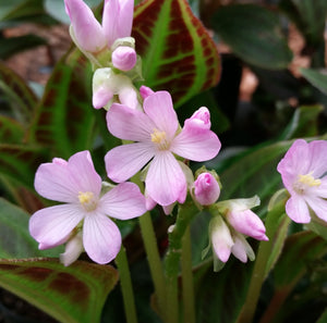 Monolena primuliflora 'Smithsonian Pink'