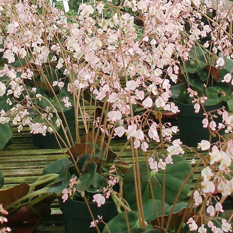 Begonia ‘Kate’s Beefsteak’