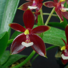 Load image into Gallery viewer, Phalaenopsis cornu-cervi var. chattalade &#39;#1&#39; x self