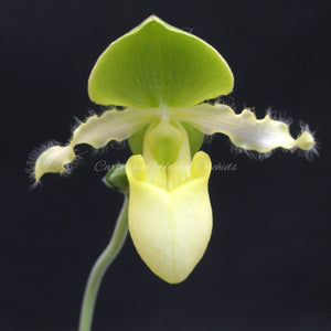 Paphiopedilum Avalon Mist (Yellow) *Larger Size*