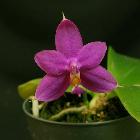 Phalaenopsis violacea var. magenta