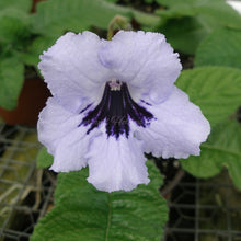 Load image into Gallery viewer, Streptocarpus 'Blue Mars'