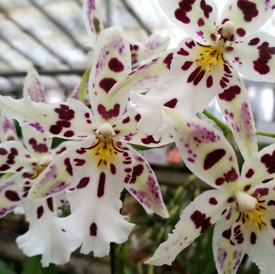 Aliceara Snowblind *IN BUD*