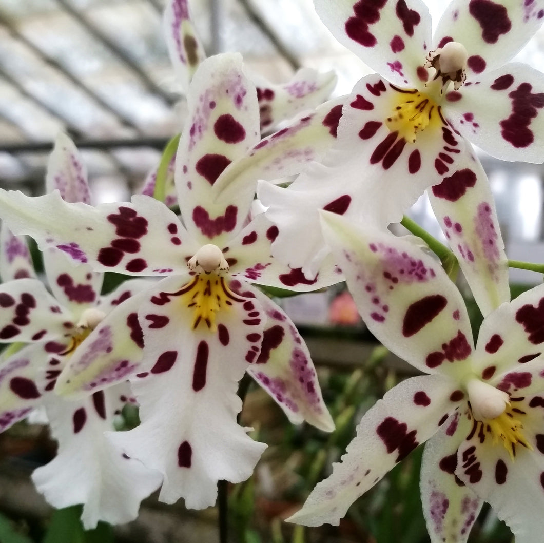 Aliceara Snowblind *IN BUD*