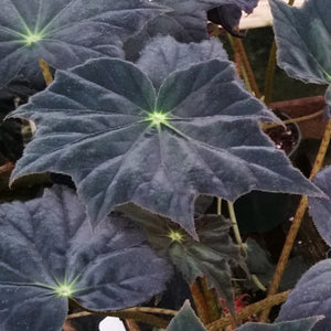 Begonia ‘Black Velvet'