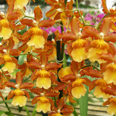 Colmanara Catatante 'Orange Kiss' *IN SPIKE*