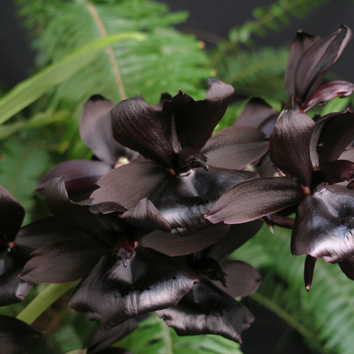 Monnierara Millennium Magic *Black Orchid*