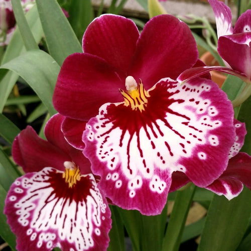 Miltoniopsis *Pansy Faced Orchid*- in Bud
