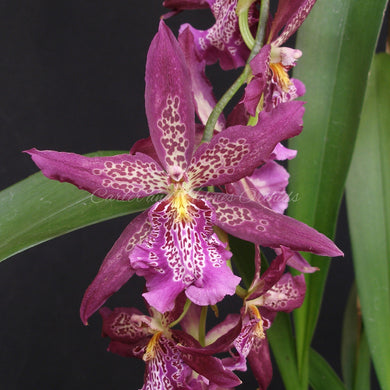 Beallara Marfitch 'Howard's Dream' AM/AOS  *IN SPIKE*