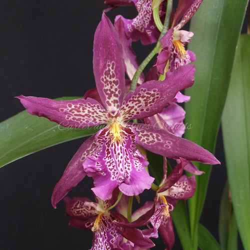 Beallara Marfitch 'Howard's Dream' AM/AOS  *IN SPIKE*