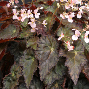 Begonia 'Silken Lustre'