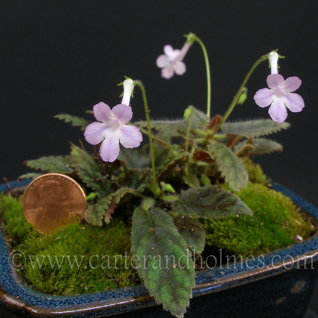Sinningia musicola