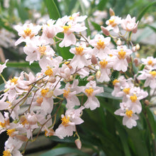 Load image into Gallery viewer, Oncidium Tsiku Marguerite  *Larger Size*