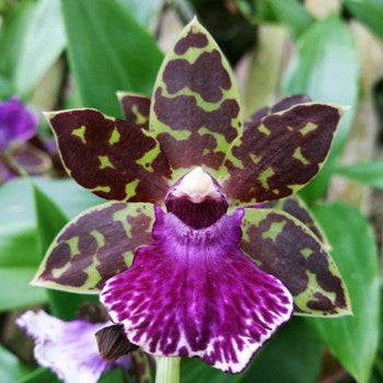 Zygopetalum Debbie de Mello 'Honolulu Baby'  *In Bud*